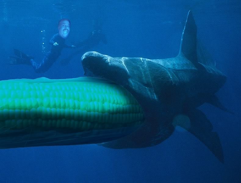 Basking_Shark.jpg