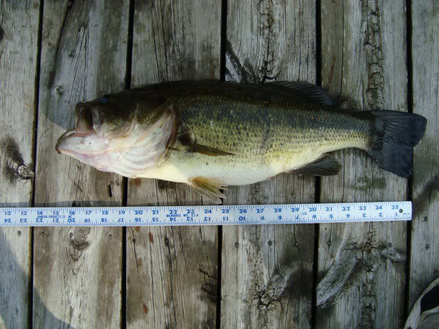 Bass-1.jpg