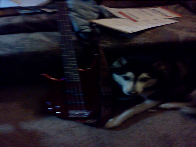 bass+and+dog.png