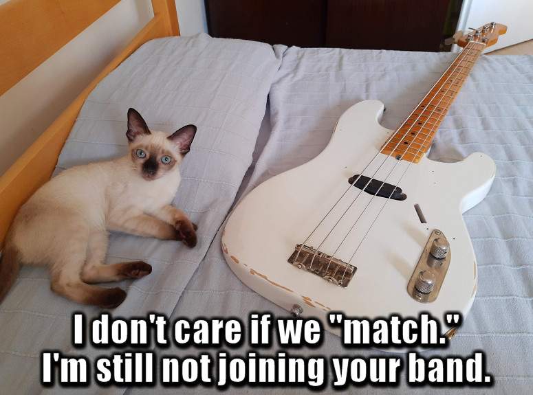 bass cat match.jpg