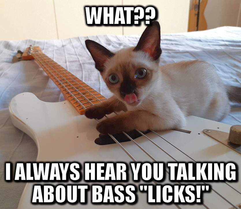 bass licks cat.jpg