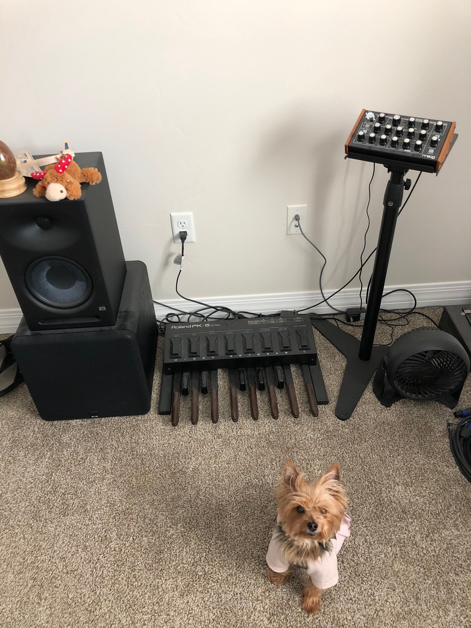 Bass pedals.jpg