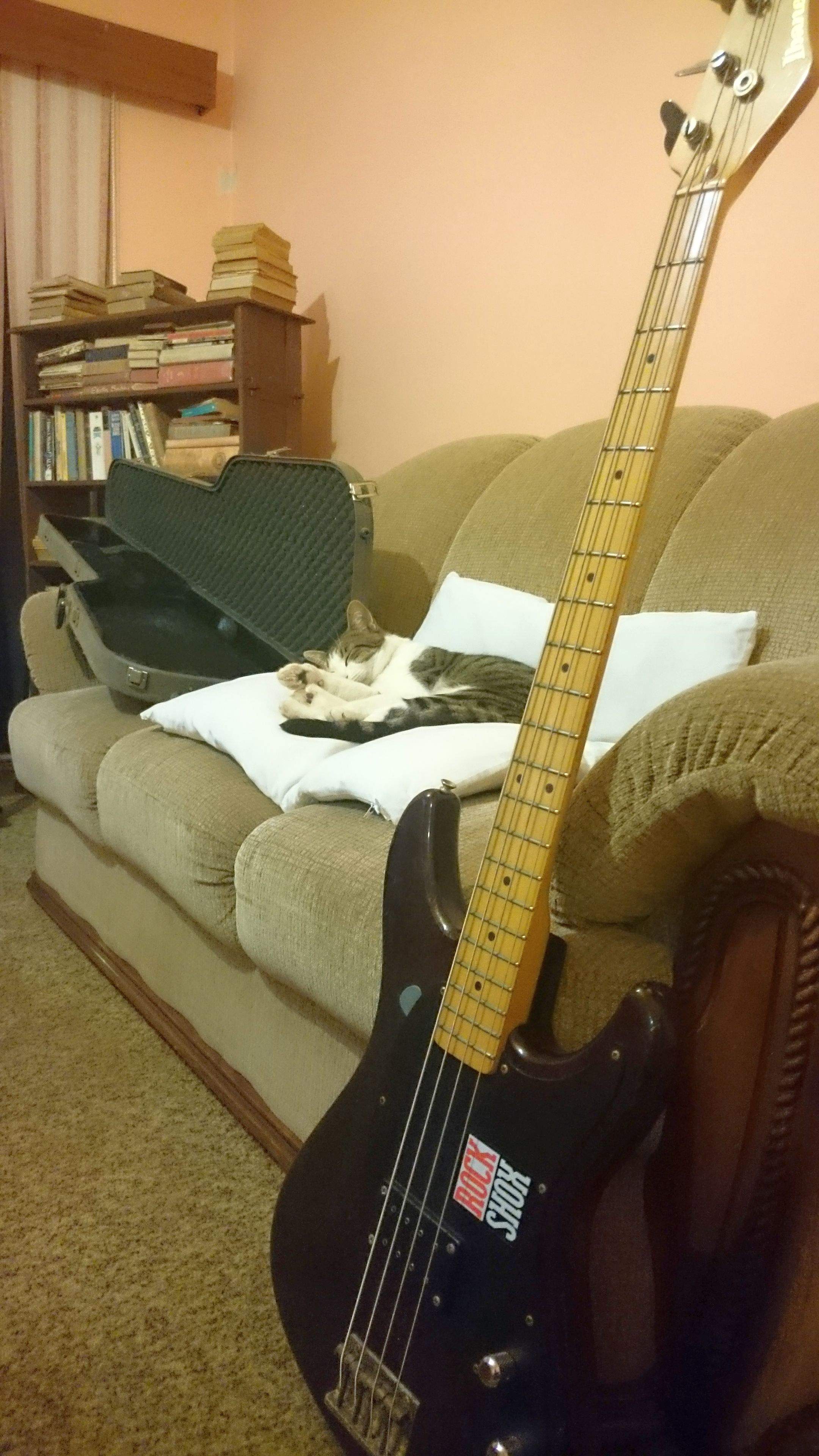 bass with cat.jpg