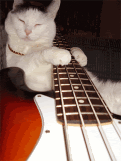 basscatl_8edbb085a70f0dc13cb9c1e2e786caa1.gif