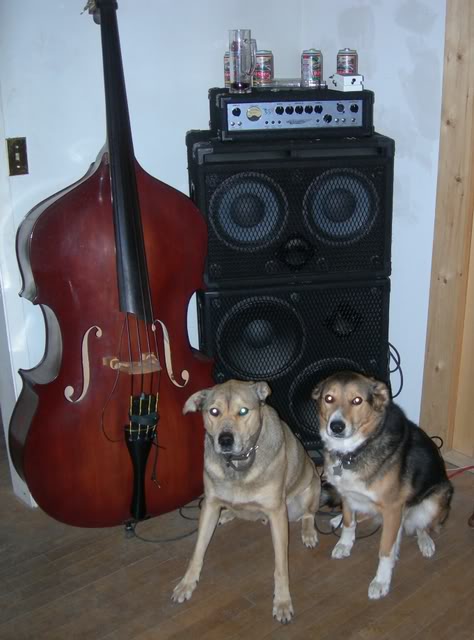 BassDogs3.jpg