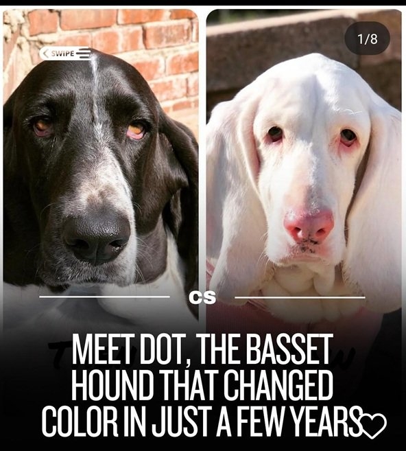 basset.jpg