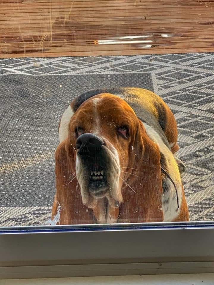basset window.jpg
