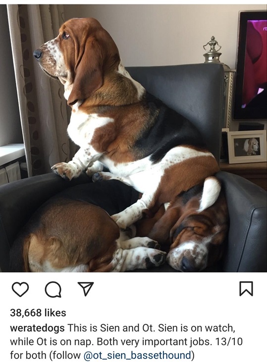 bassets.jpg