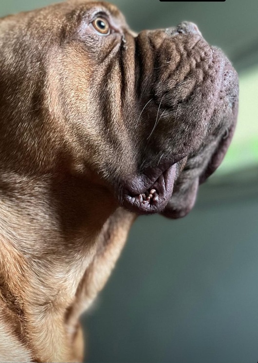 Bassett.jpg