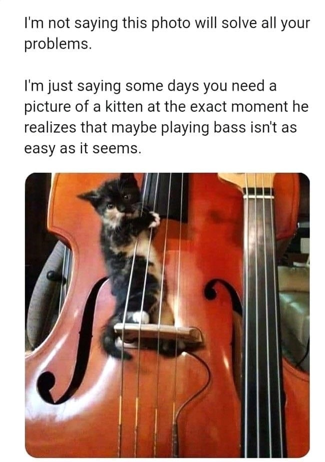 basskitty.jpg
