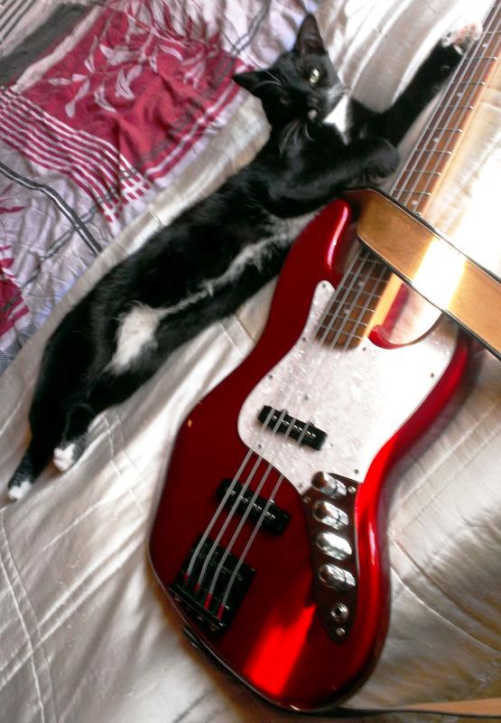 Bassplayingcat_zps535e5c8a.jpg