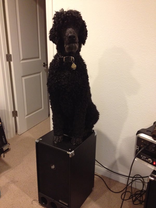 basspoodle.jpg
