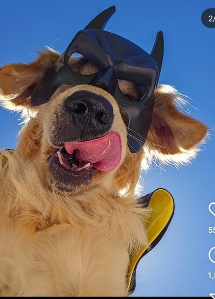 bat dog.jpg