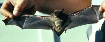 bat.jpg