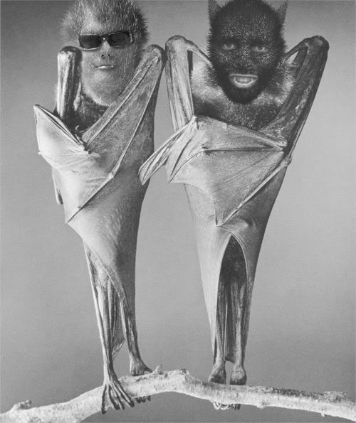 bats.jpg
