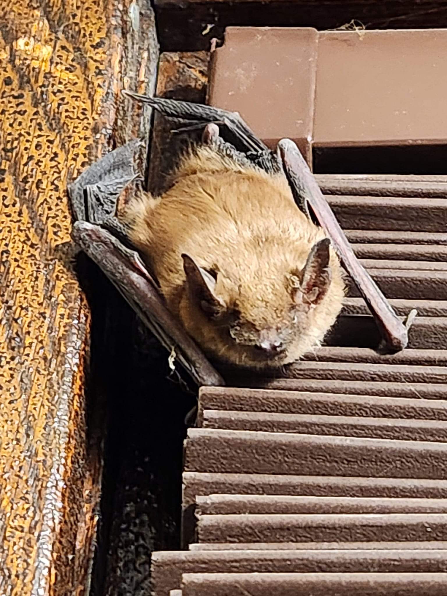 batty.jpg
