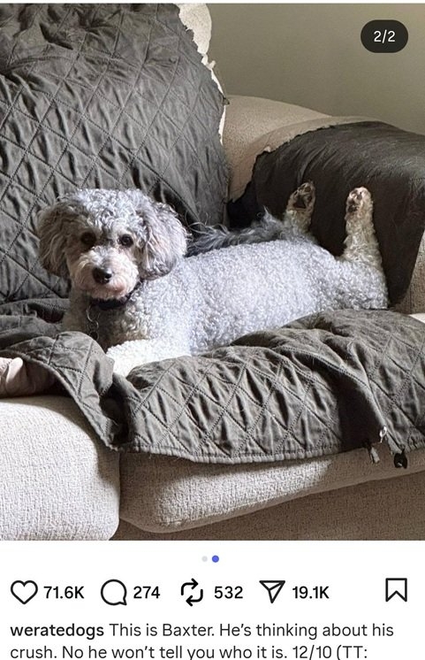 Baxter dog.jpg