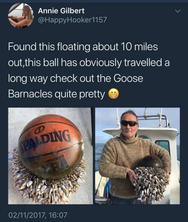 BBallbarnicals.jpg