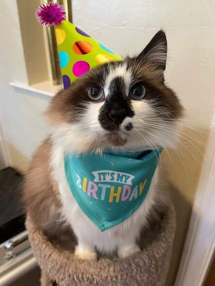 bday cat.jpg