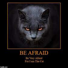 Be Afraid black cat.jpg