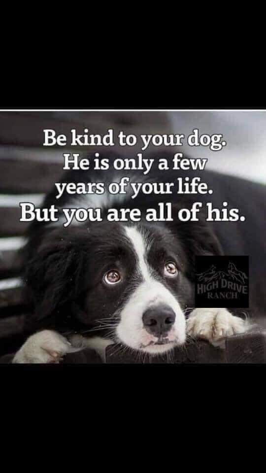 be kind dog.jpg