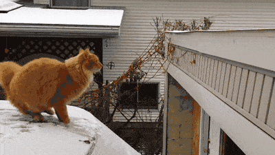 BE97264A-0A96-47C7-8B27-1F751A549B6F.gif