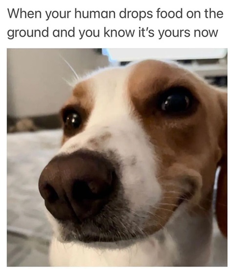 beagle food.jpg