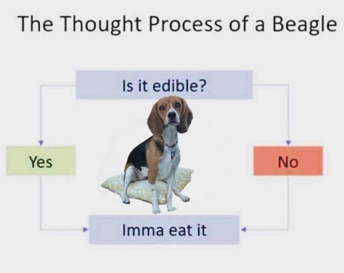beagle.jpg