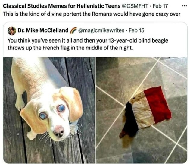 beagle.jpg