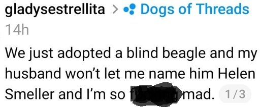beagle.jpg