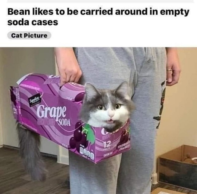 bean cat.jpg