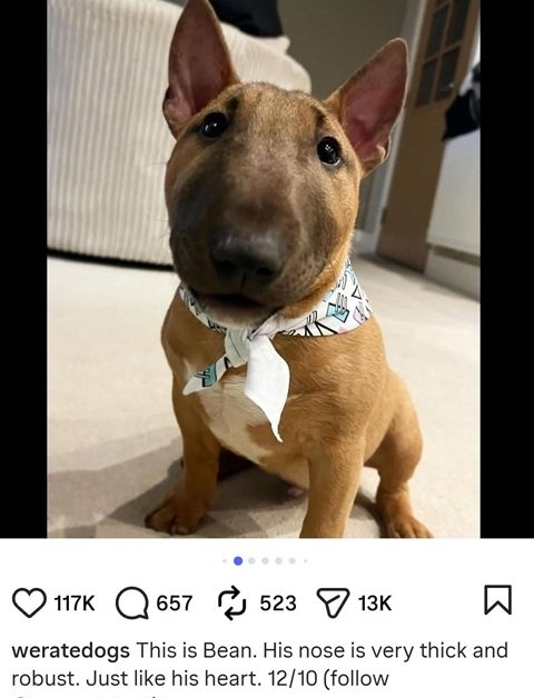 Bean dog.jpg