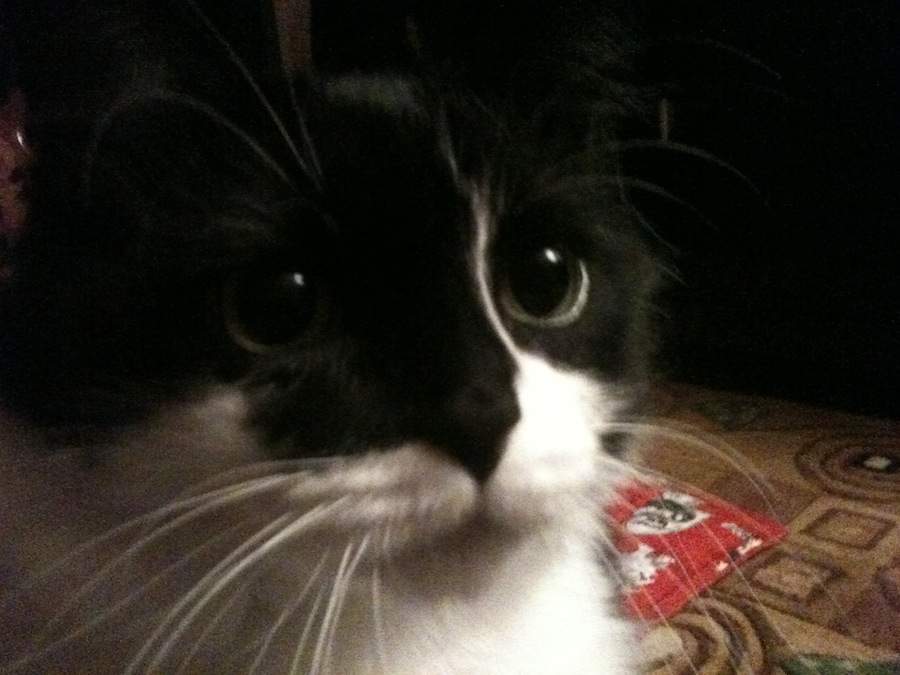 Bean Face.JPG