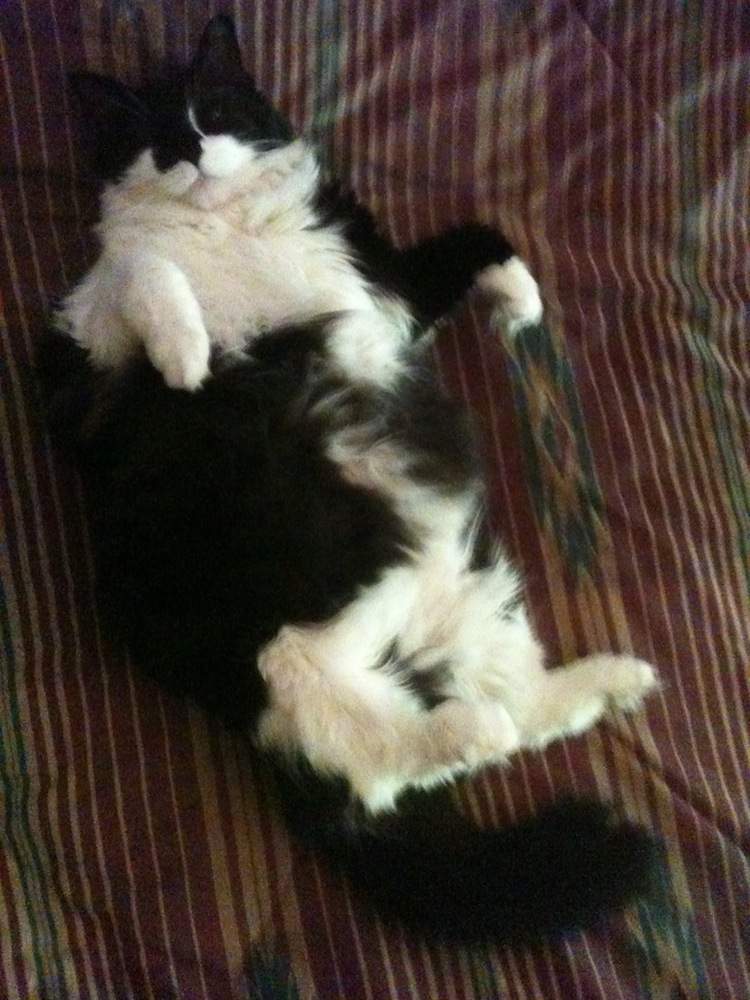 Bean on bed.JPG