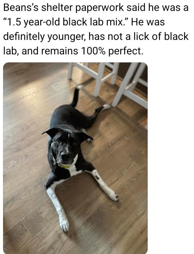 beans dog.jpg