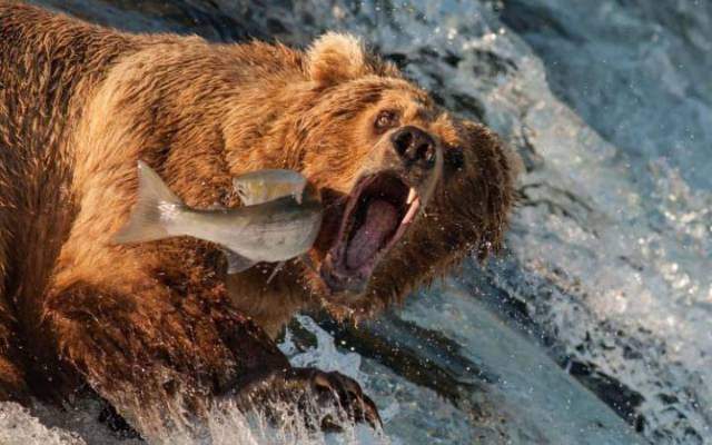 bear and salmon.jpg