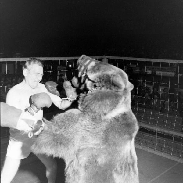 bear+boxing+5.jpg