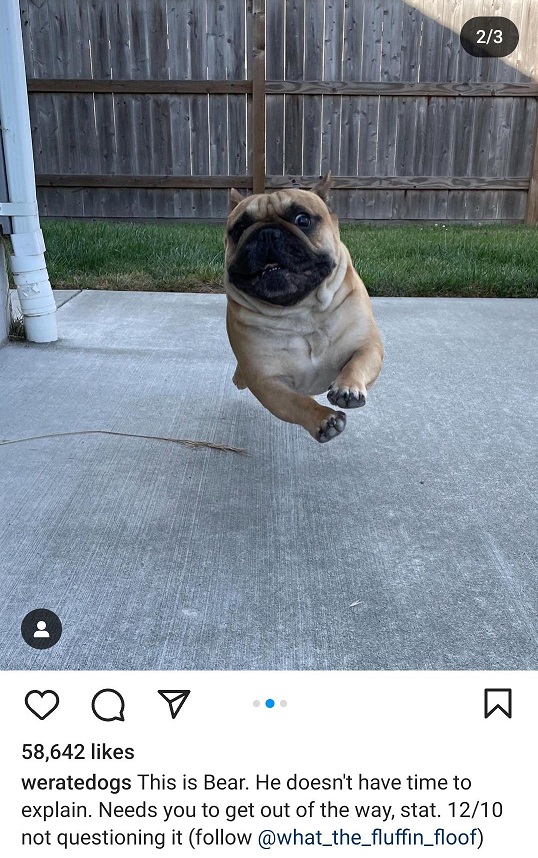 bear dog.jpg