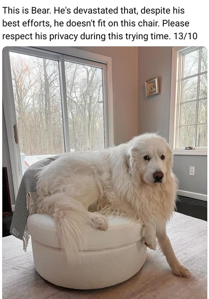 bear dog.jpg