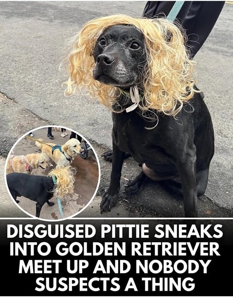 bear dog.jpg