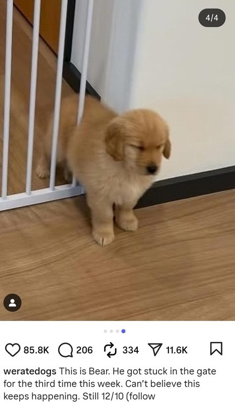 bear dog.jpg