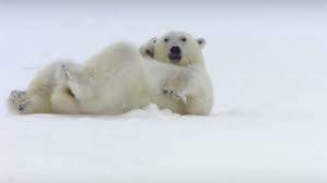 bear.jpg