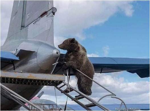 bear.jpg