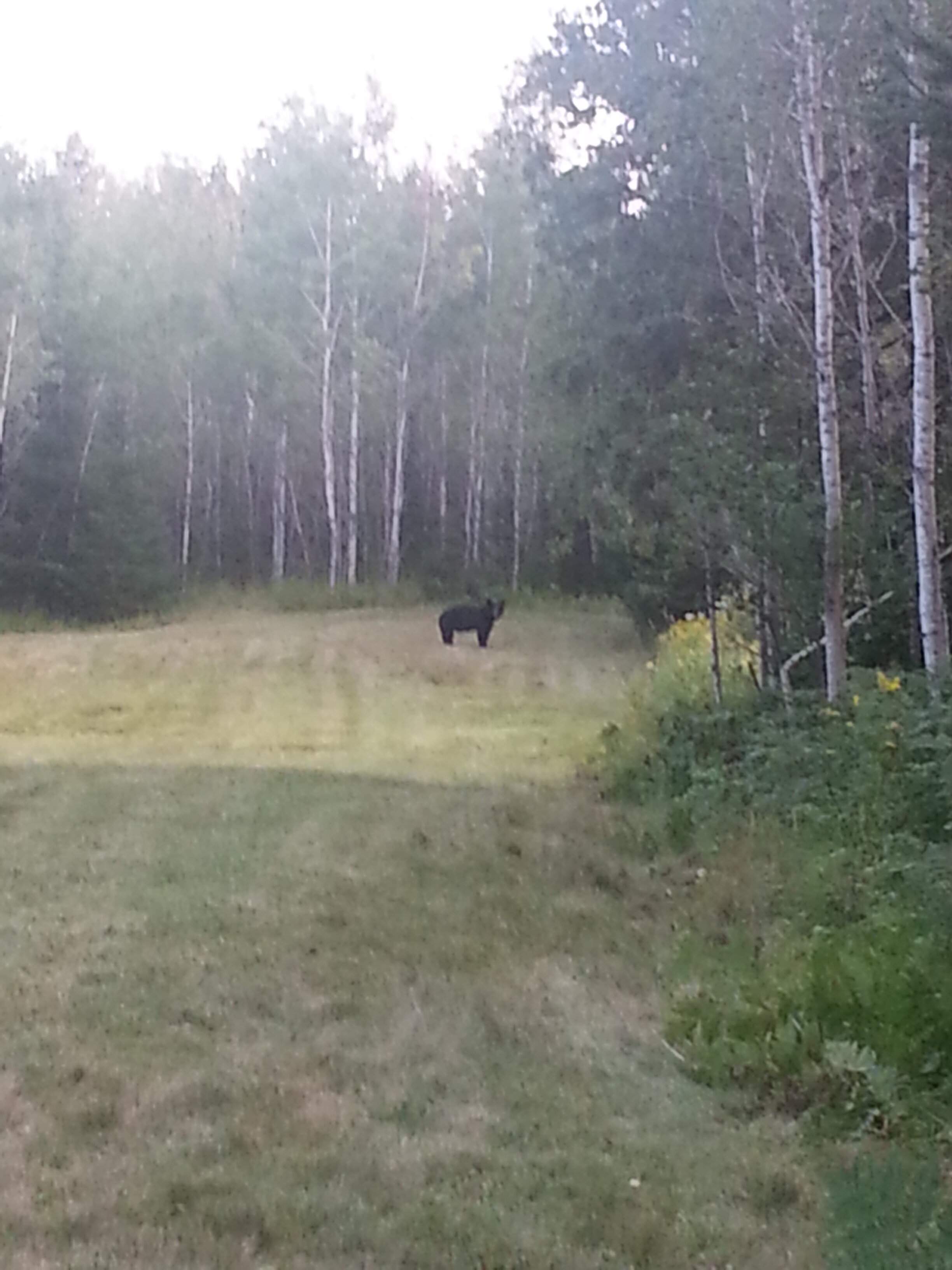 bear.jpg