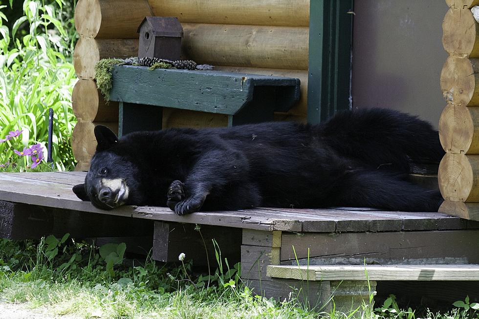 Bear-Passed-Out.jpg