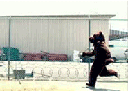 bear running.gif