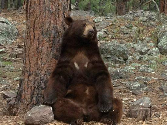 Bear Sitting In Woods.jpg