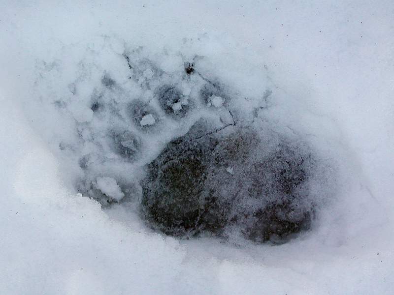 Bear Track.jpg
