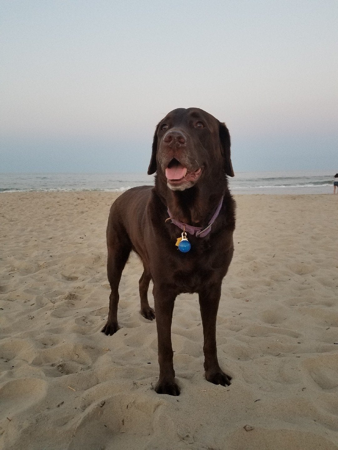 Bear_at_Beach2.jpg