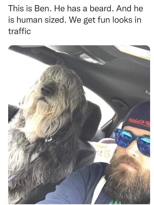 beard dog.jpg